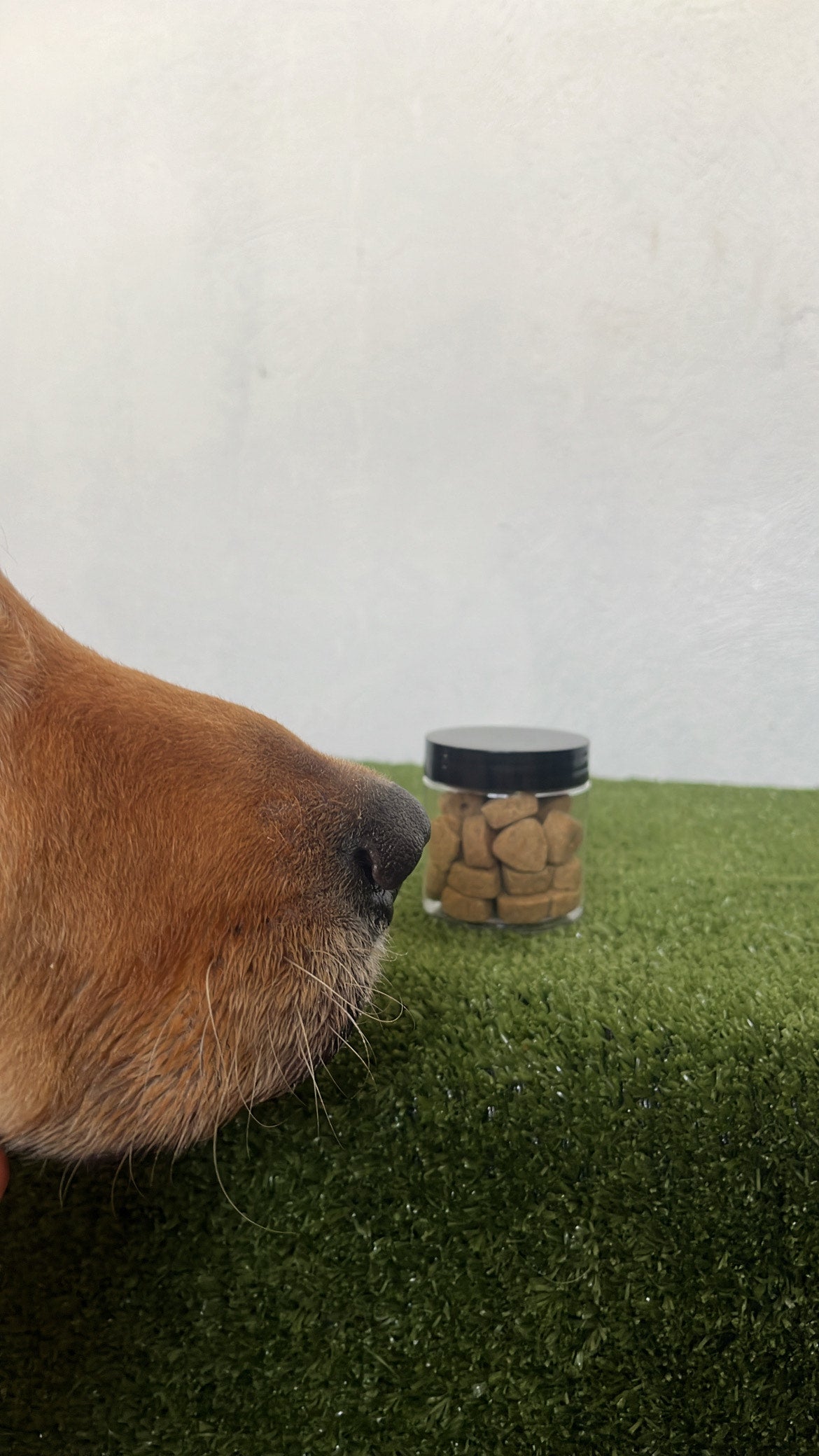 Snappy Bites